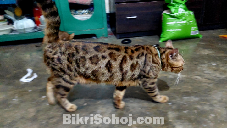 Bengal cat